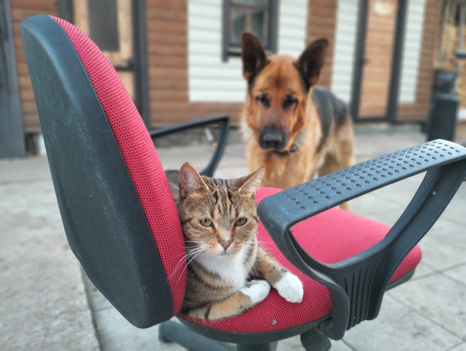 Фото В снегу и за рулем: в Новосибирске опубликовано свыше 50 фото милых питомцев к Дню кошек 23 - Сиб.ФМ Фото В снегу и за рулем: в Новосибирске опубликовано свыше 50 фото милых питомцев к Дню кошек 23